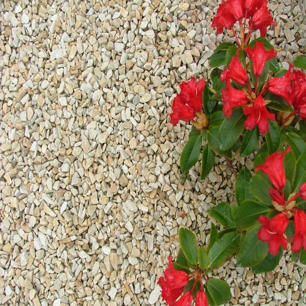 10mm Gold Donegal Quartzite Stone Chippings Tonne