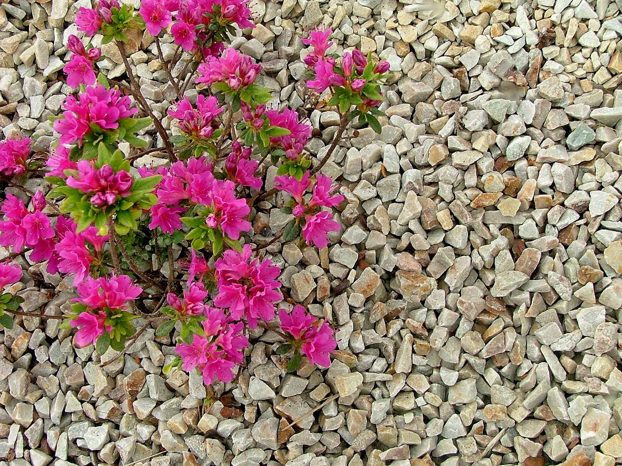 14mm Gold Donegal Quartzite Stone Chippings Tonne