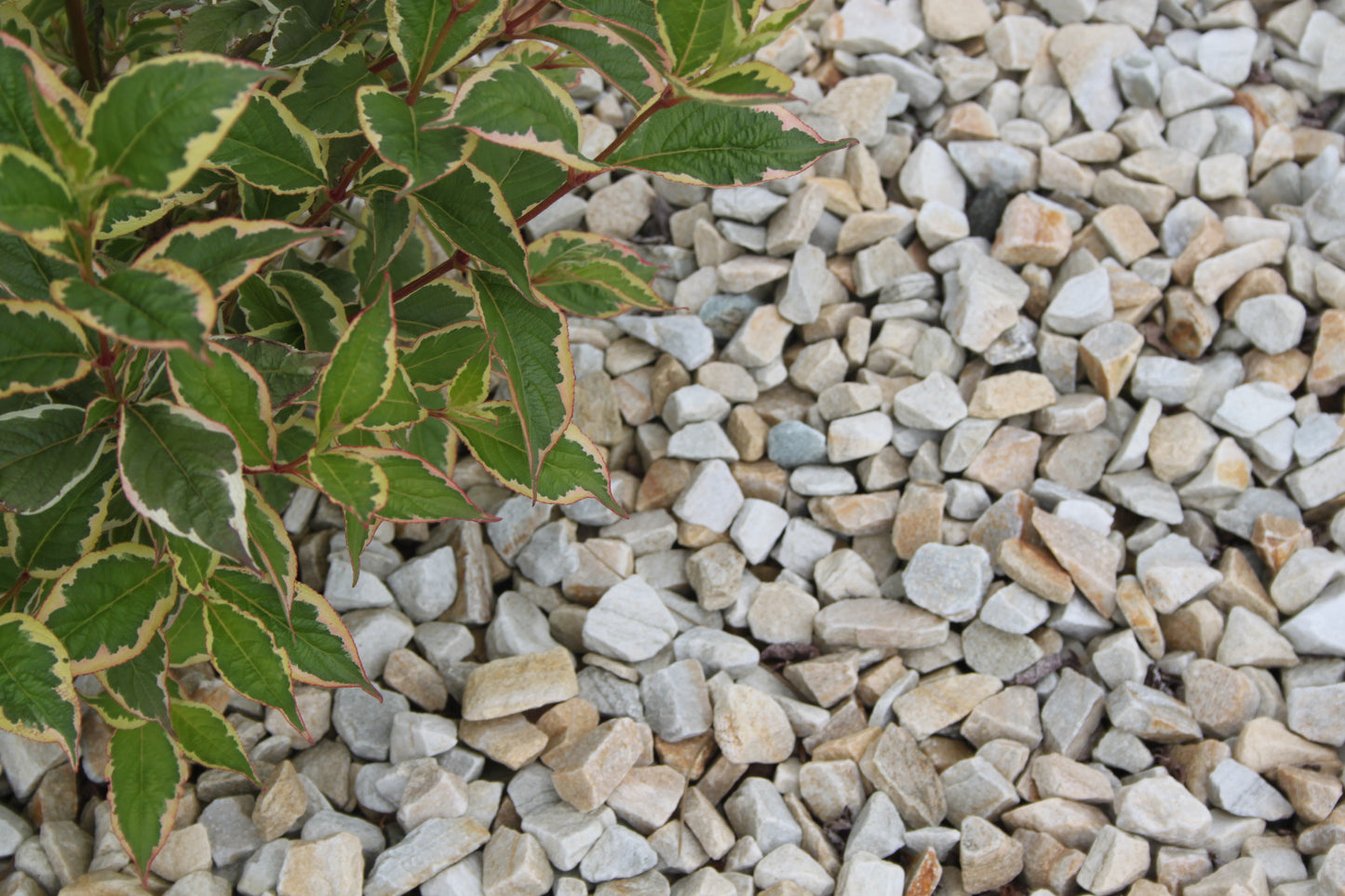 20mm Gold Donegal Quartzite Stone Chippings Tonne