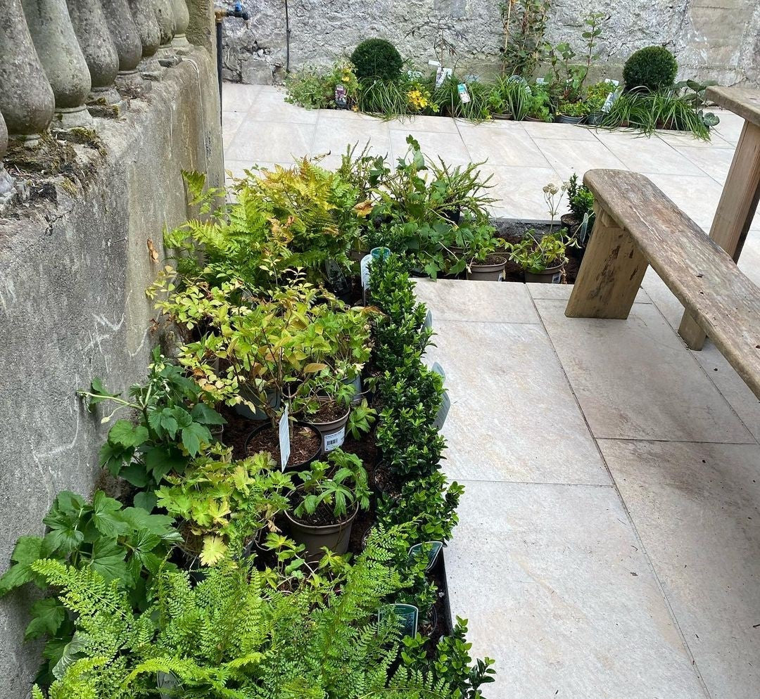 Pietra di Barge Porcelain Paving