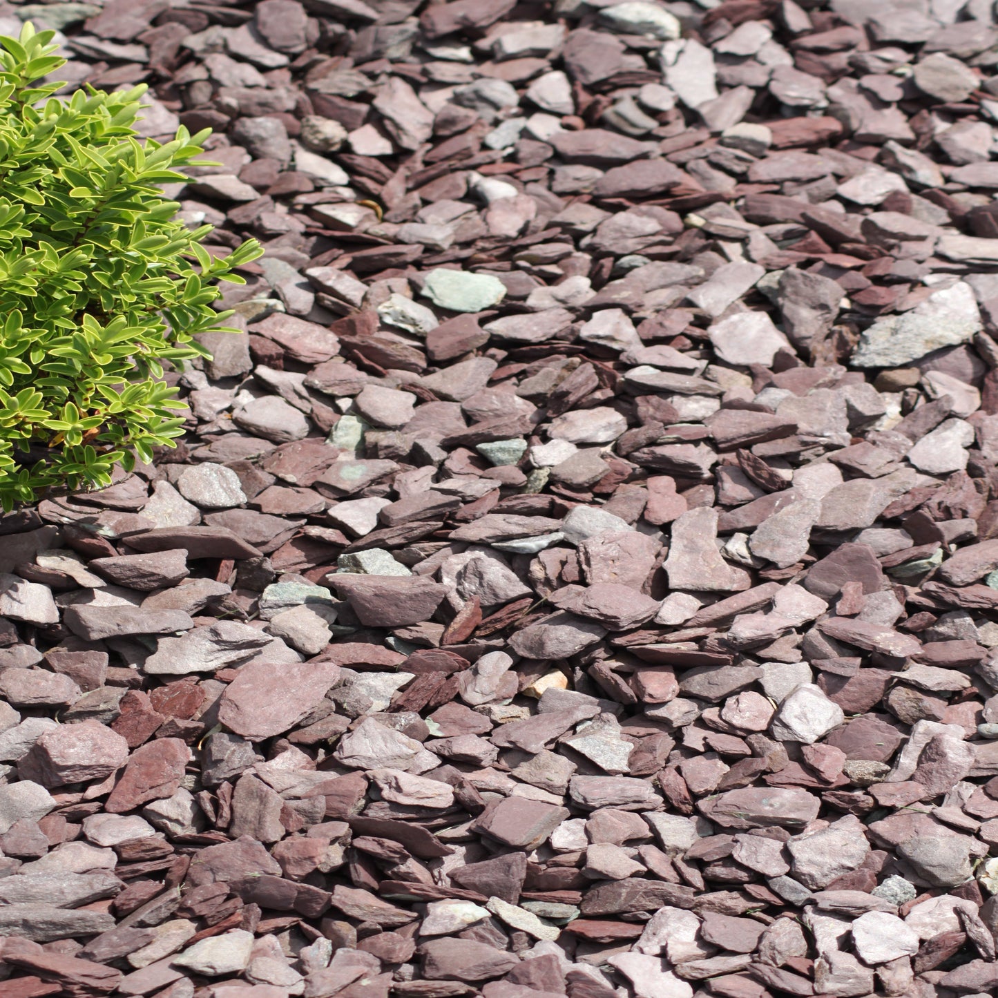 Plum Slate Mulch