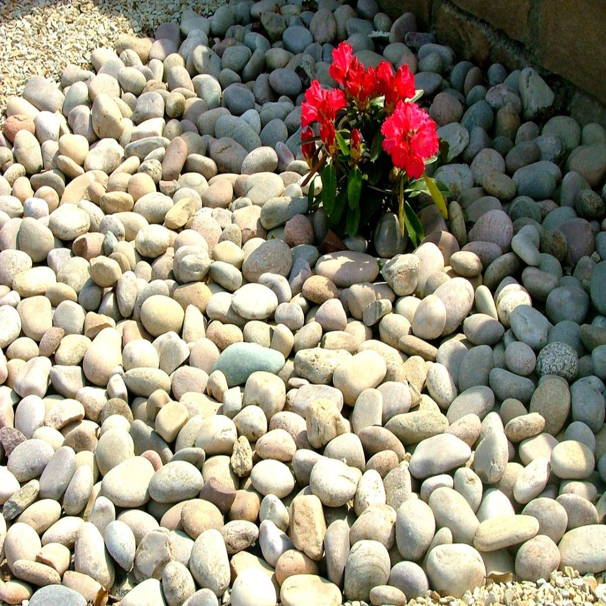 Scottish Beach Pebbles