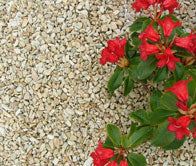 Decorative Aggregates