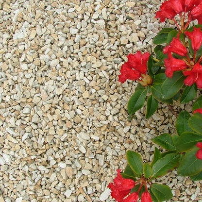 Red flowers growing on a bed of small 10mm Gold Donegal Quartzite Stone Chipping