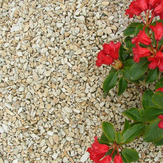Red flowers growing on a bed of small 10mm Gold Donegal Quartzite Stone Chipping