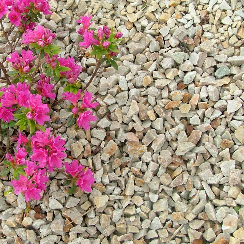 Pink flowers growing among 14mm Gold Donegal Quartzite Stone Chipping. 