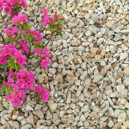 Pink flowers growing among 14mm Gold Donegal Quartzite Stone Chipping. 
