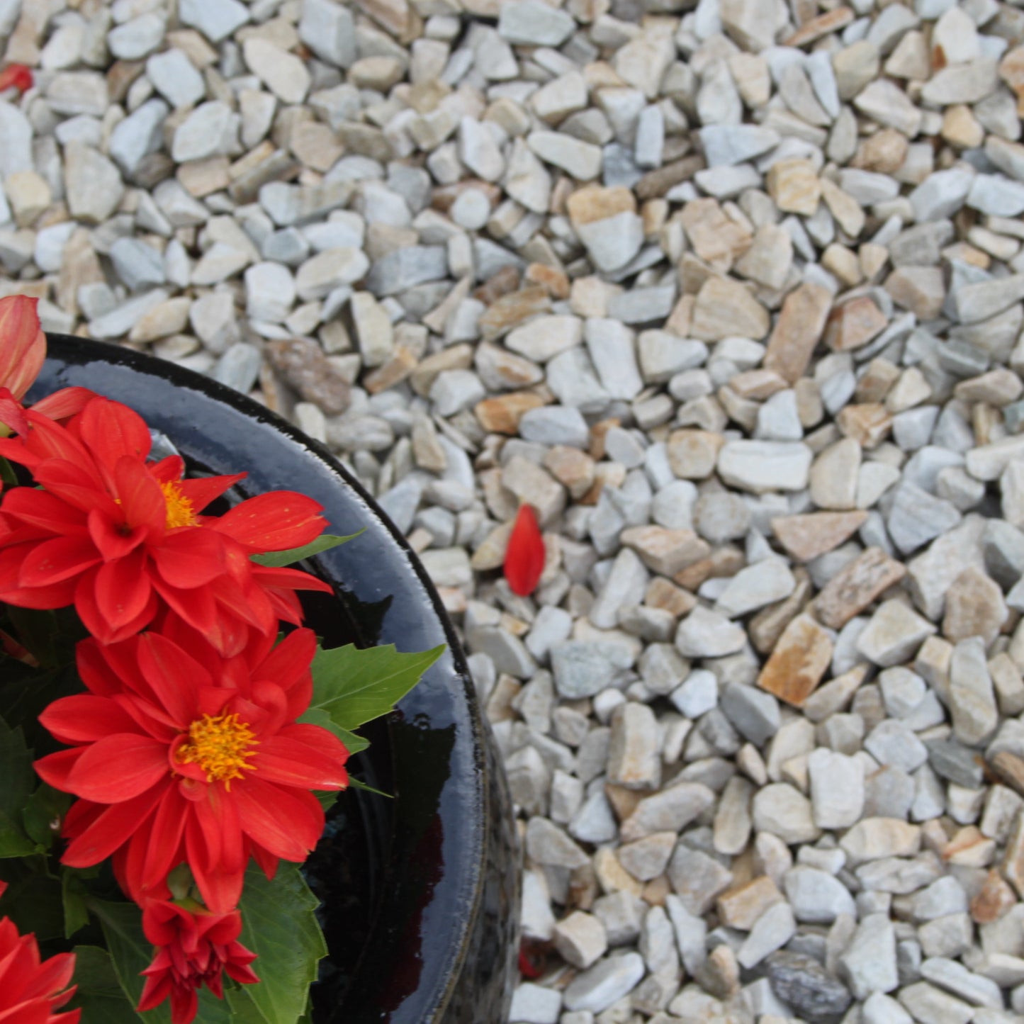 Red flowers in a pot on 20mm Gold Donegal Quartzite Stone Chipping.