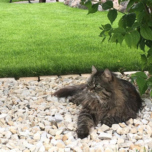 Cat lying on 20mm Gold Donegal Quartzite Stone Chipping in a garden with grass and a bench in the background.