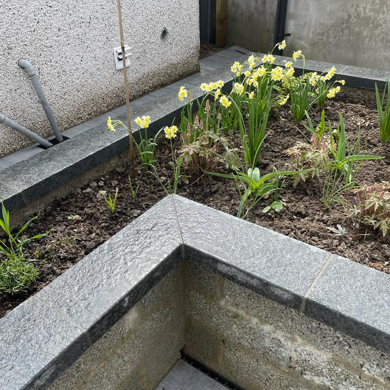 Concrete flower bed with small yellow flowers against a wall. Planter wall features Black Granite Wall Capping. 