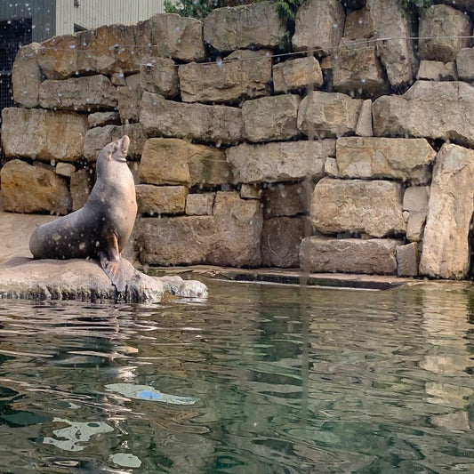 Mountcharles Sandstone Rockery