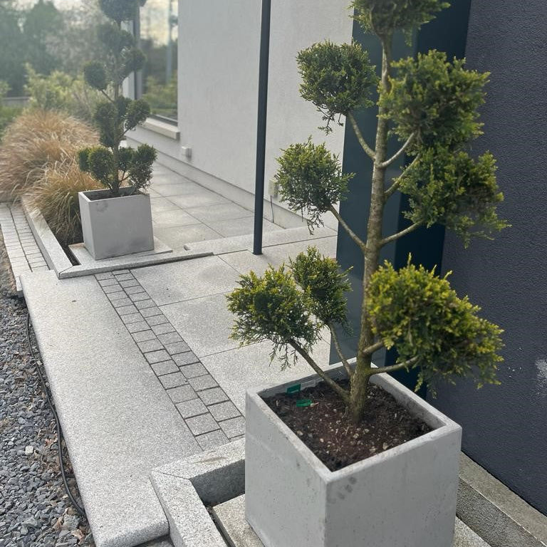 Potted plant in front of a modern building with a paved walkway completed in Silver Granite products including Sawn Silver Granite Paving Cobbles in 100 x 100mm size. 